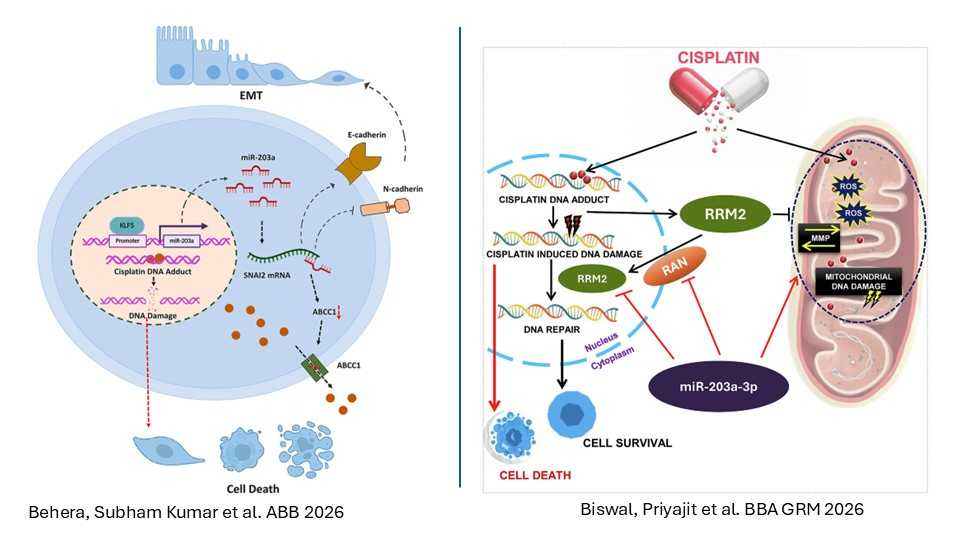 Decoding ncRNAs