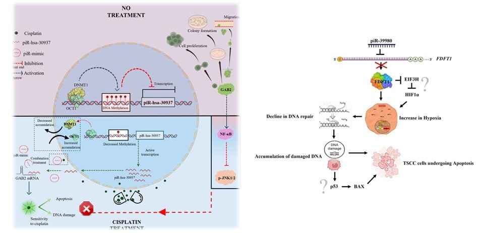 piRNAs and Chemoresistance